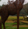 Chain Giraffe Final