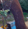Chain Giraffe