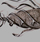 Fish Hooks