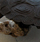Earth Turtle